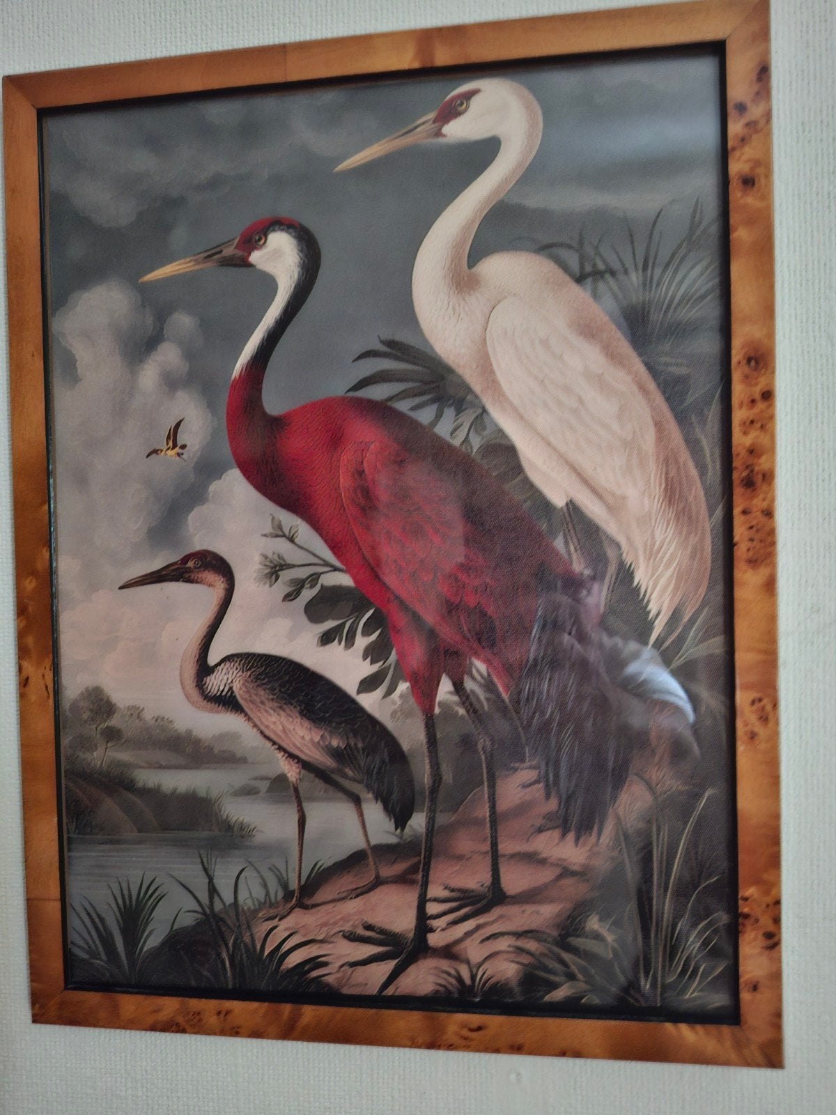 John Audubon 'Birds of America' reproductie op canvas, Ophalen of Verzenden