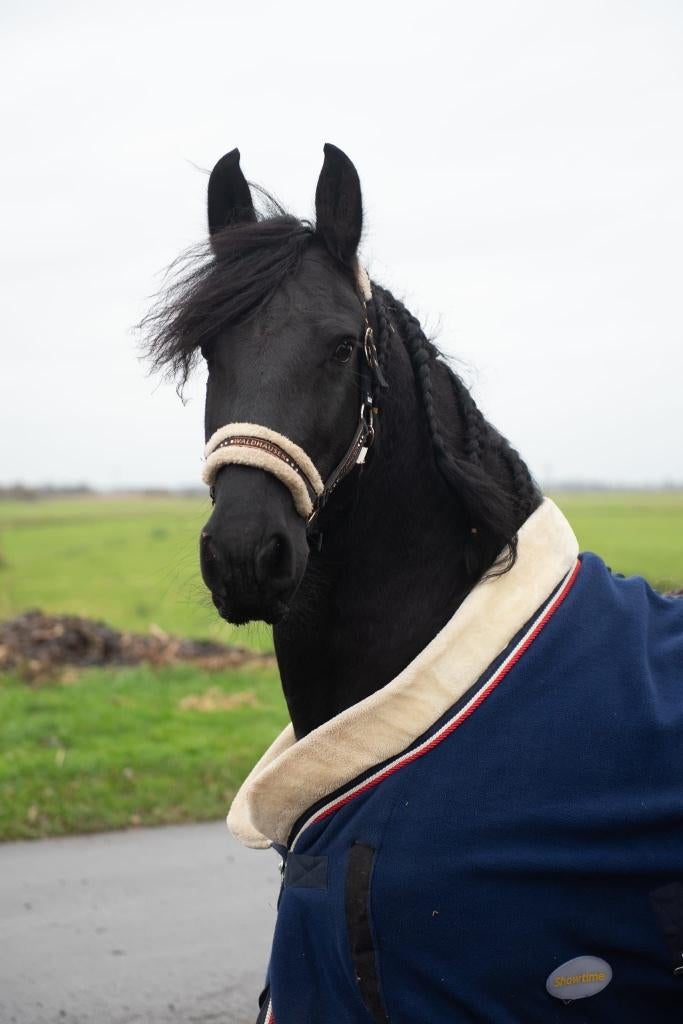 Friese stamboek merrie, Dieren en Toebehoren, Merrie, Minder dan 160 cm, 7 tot 10 jaar, Recreatiepaard