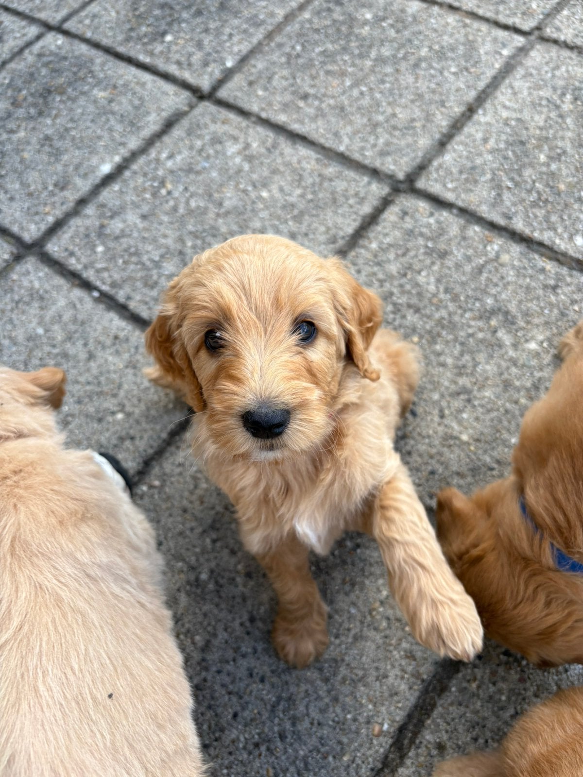 Labradoodle pups medium - nog 1 pup beschikbaar, 8 tot 15 weken, Parvo, Meerdere, Meerdere dieren
