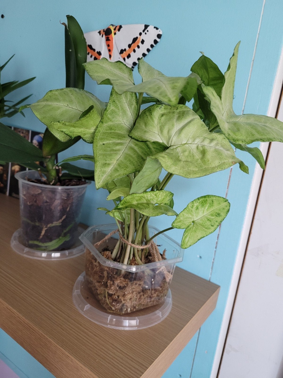 Syngonium en monstera adonsonii stekken, Huis en Inrichting, Kamerplanten, Overige soorten, Minder dan 100 cm, Groene kamerplant