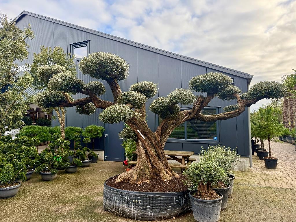 Mega bonsai olijfboom / olijfbomen met plateaus's te koop!!, Bloeit niet, Ophalen of Verzenden, Olijfboom, 250 tot 400 cm