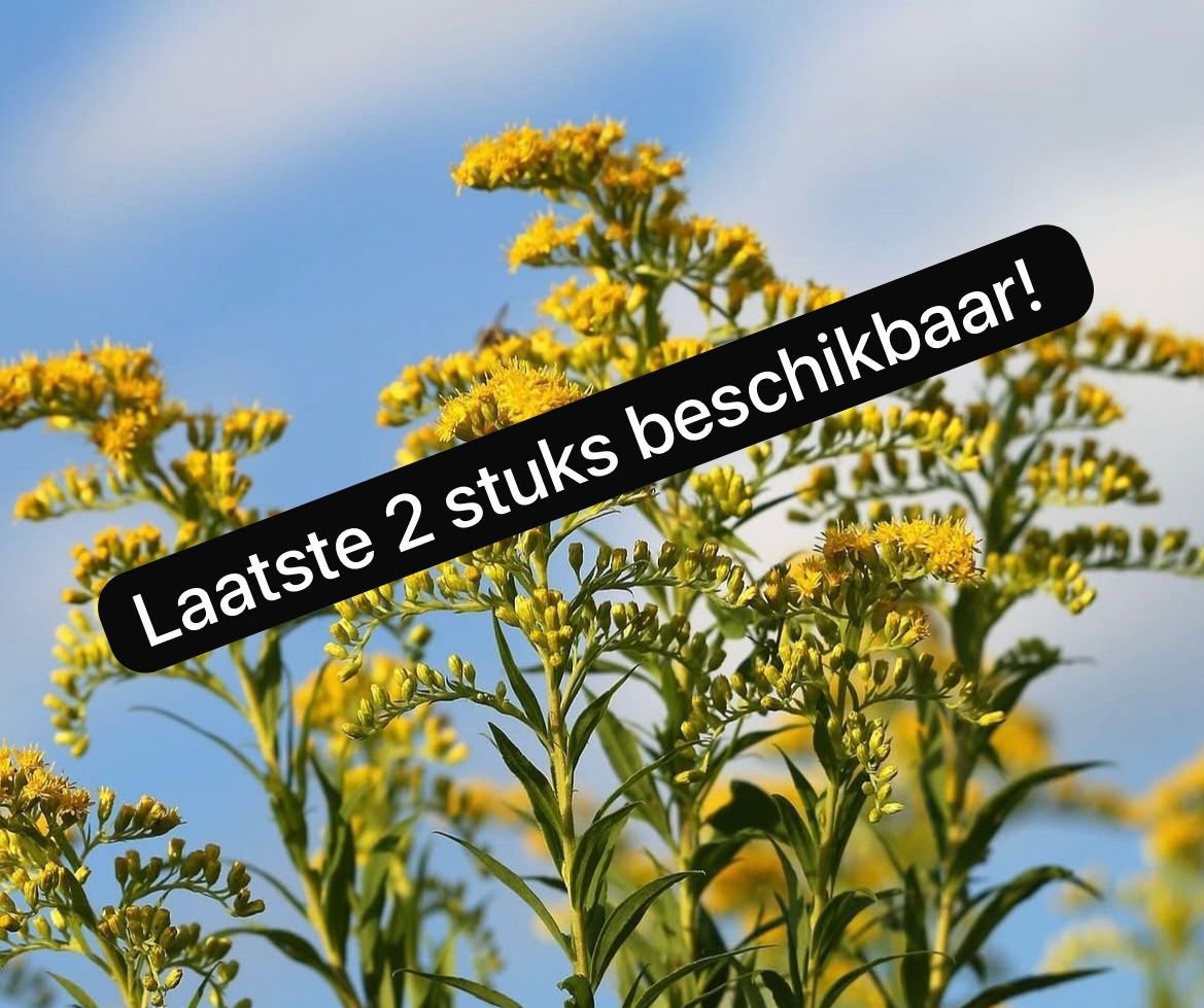 Guldenroede- Solidago sempervirens stekken, Volle zon, Vaste plant, Zomer, Ophalen