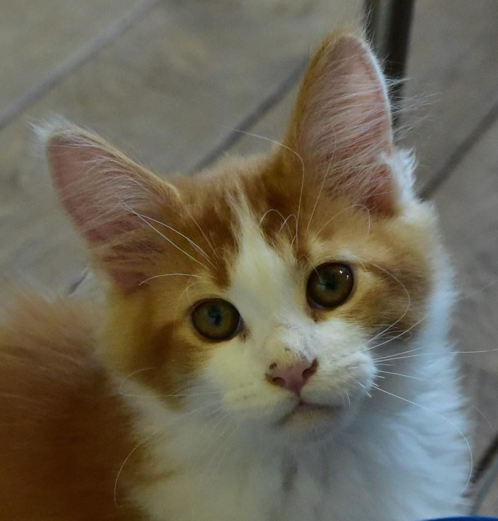 Prachtige Maine Coon kitten met stamboom! € 1250,--, Dieren en Toebehoren, Katten en Kittens | Raskatten | Langhaar, Meerdere dieren