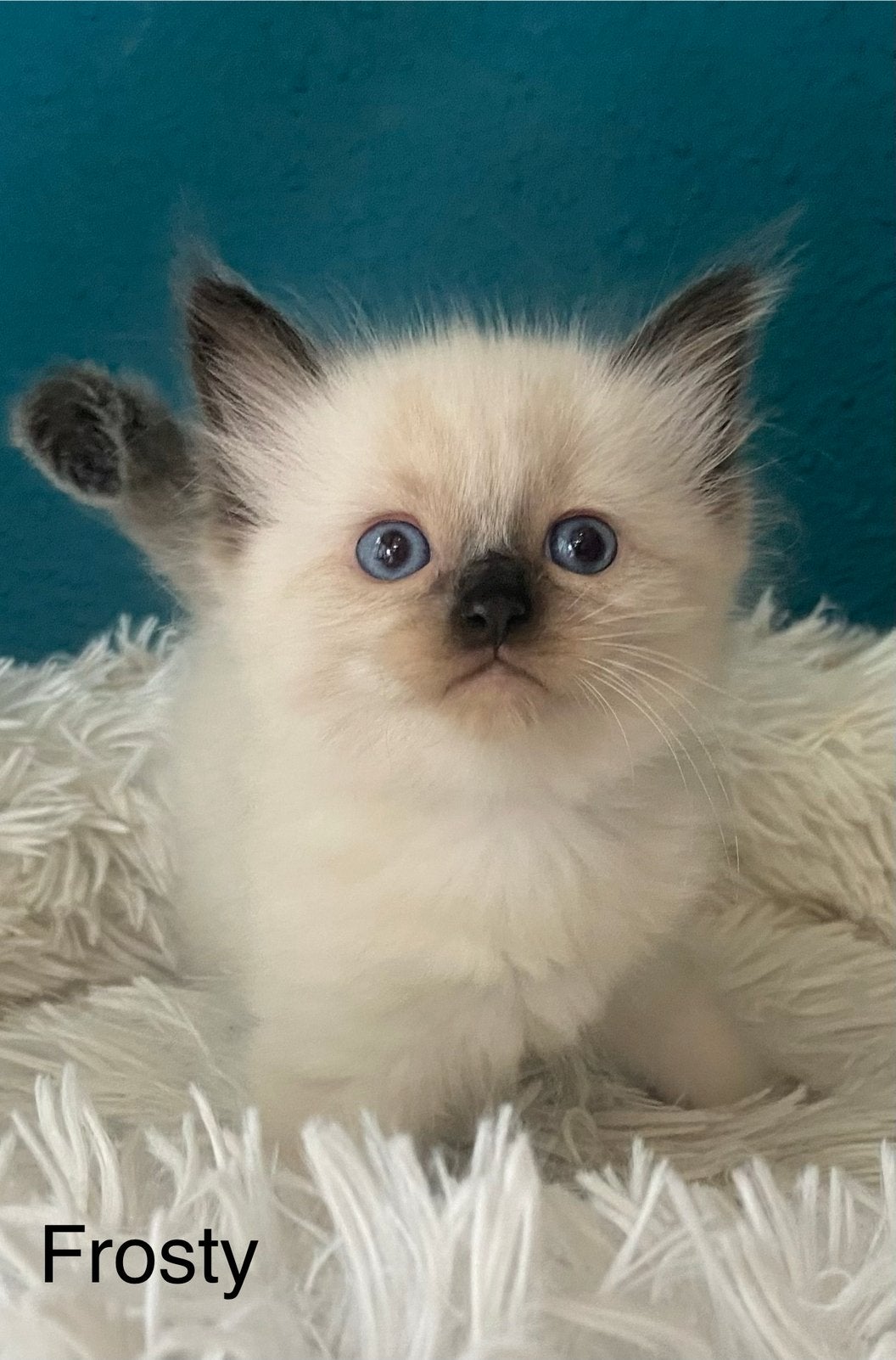 Prachtige Ragdoll kittens, Meerdere dieren, Ontwormd, 0 tot 2 jaar