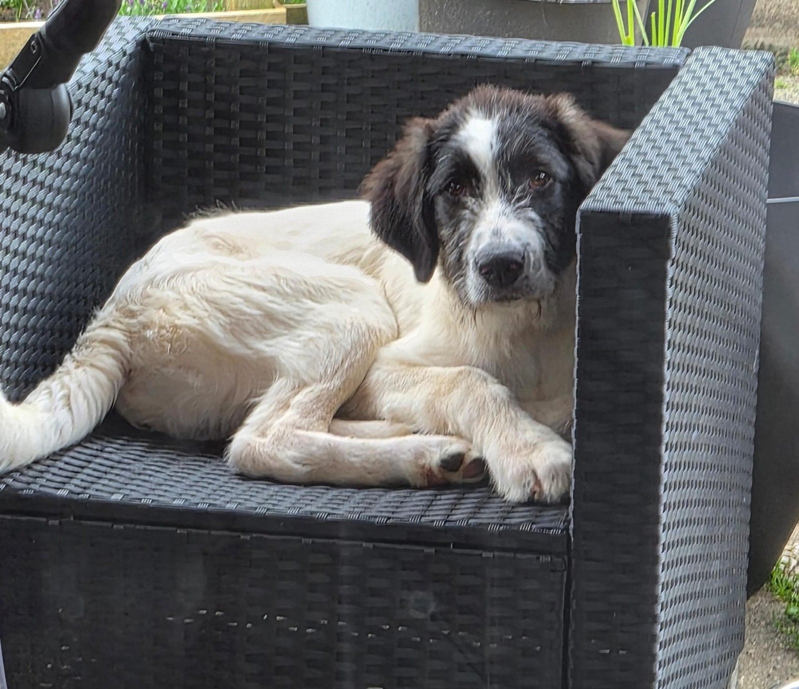 Alex is ter adoptie en is al in Nederland!, Dieren en Toebehoren, Honden | Niet-rashonden, Groot, Reu, Handelaar, Eén hond, Buitenland