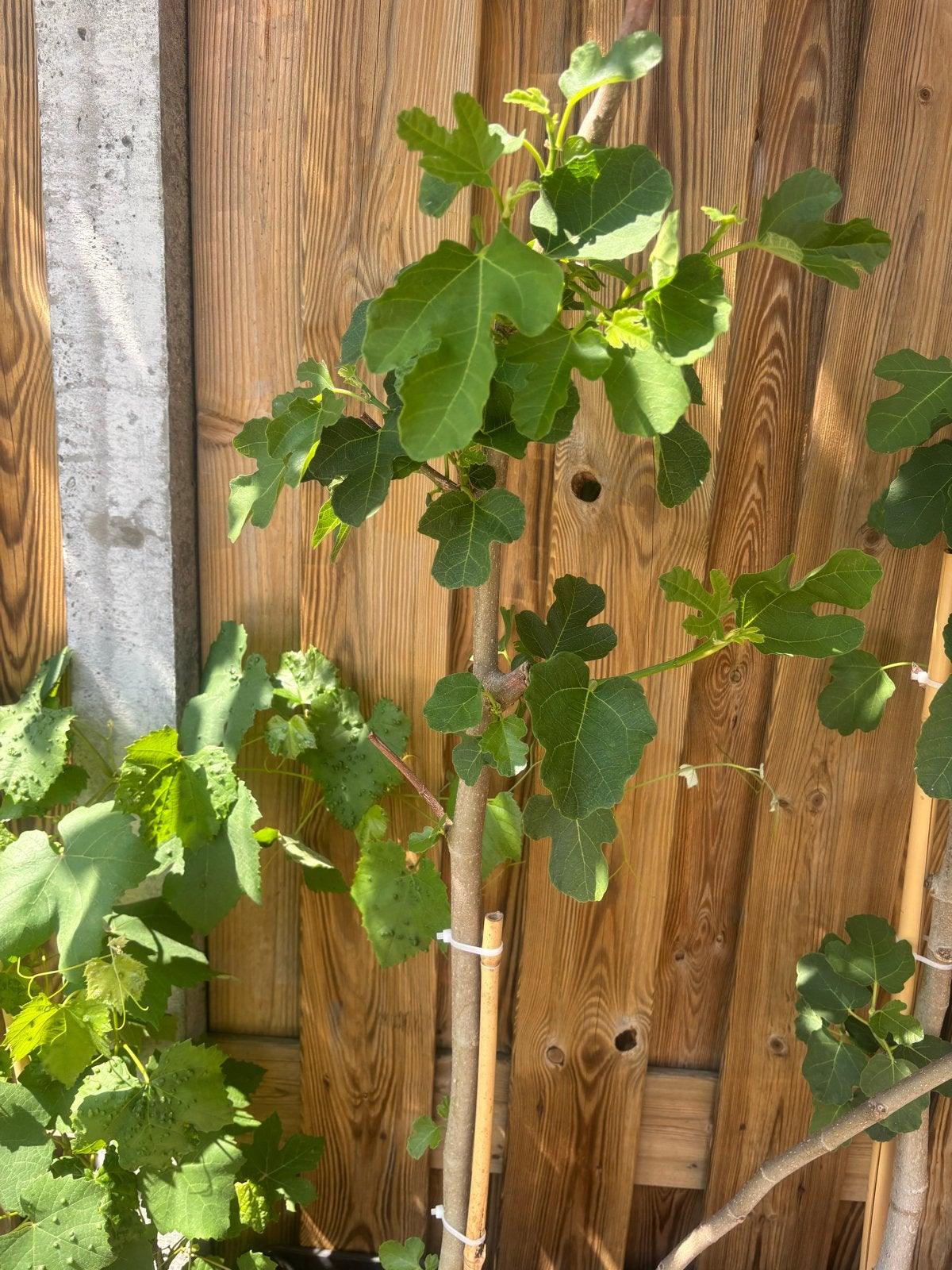 Exotische Vijgenboom/plant van een zeer speciale soort., Volle zon, Vaste plant, Ophalen of Verzenden, Zomer