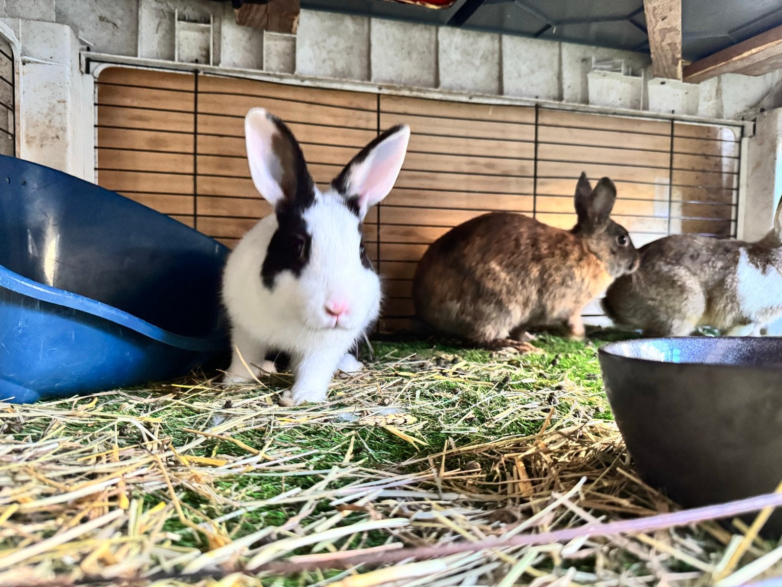Goed huisje gezocht, Dieren en Toebehoren, Konijnen, Mannelijk, Dwerg