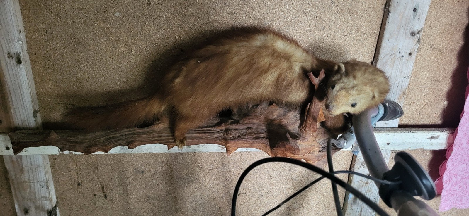 bunzing opgezet., Ophalen