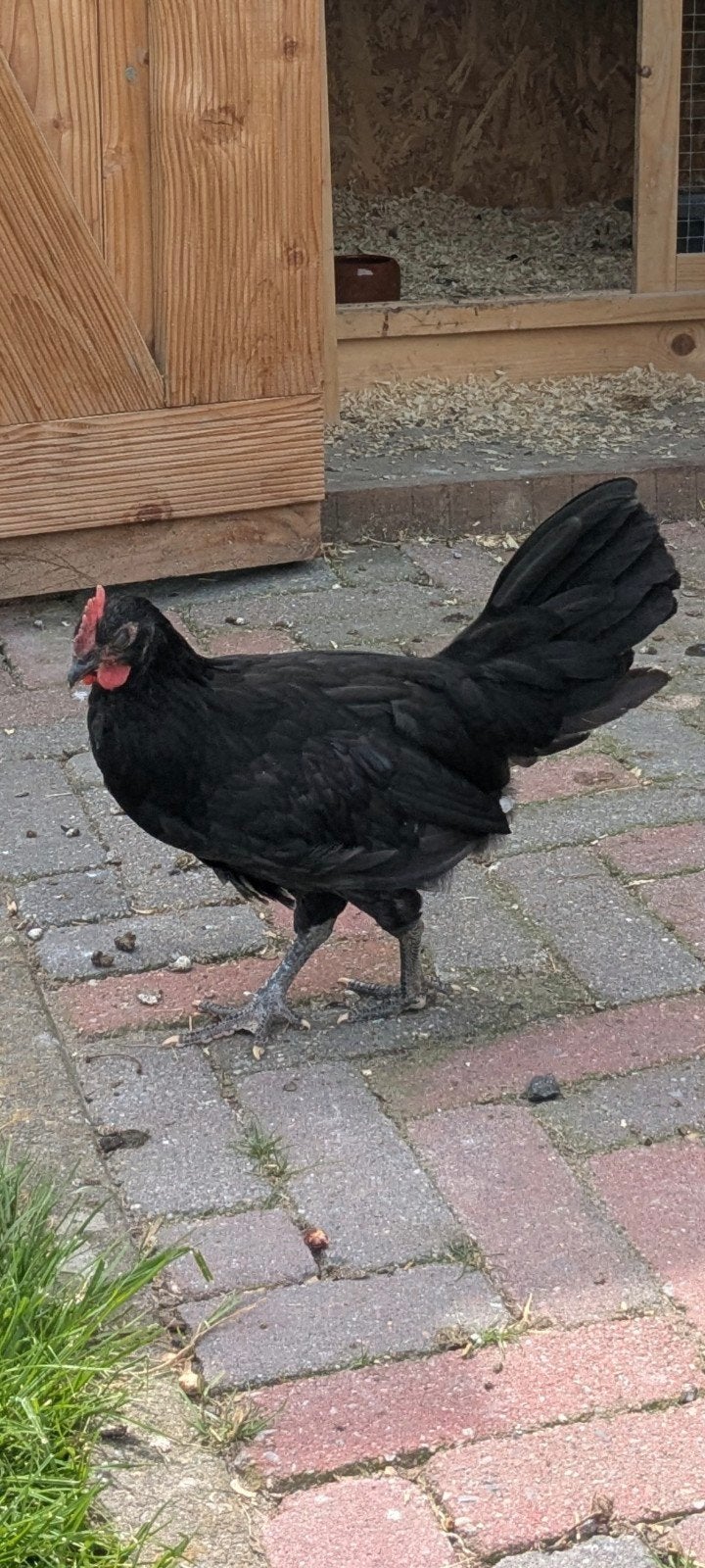 Zwarte Friese Pel Haan., Dieren en Toebehoren, Mannelijk, Kip