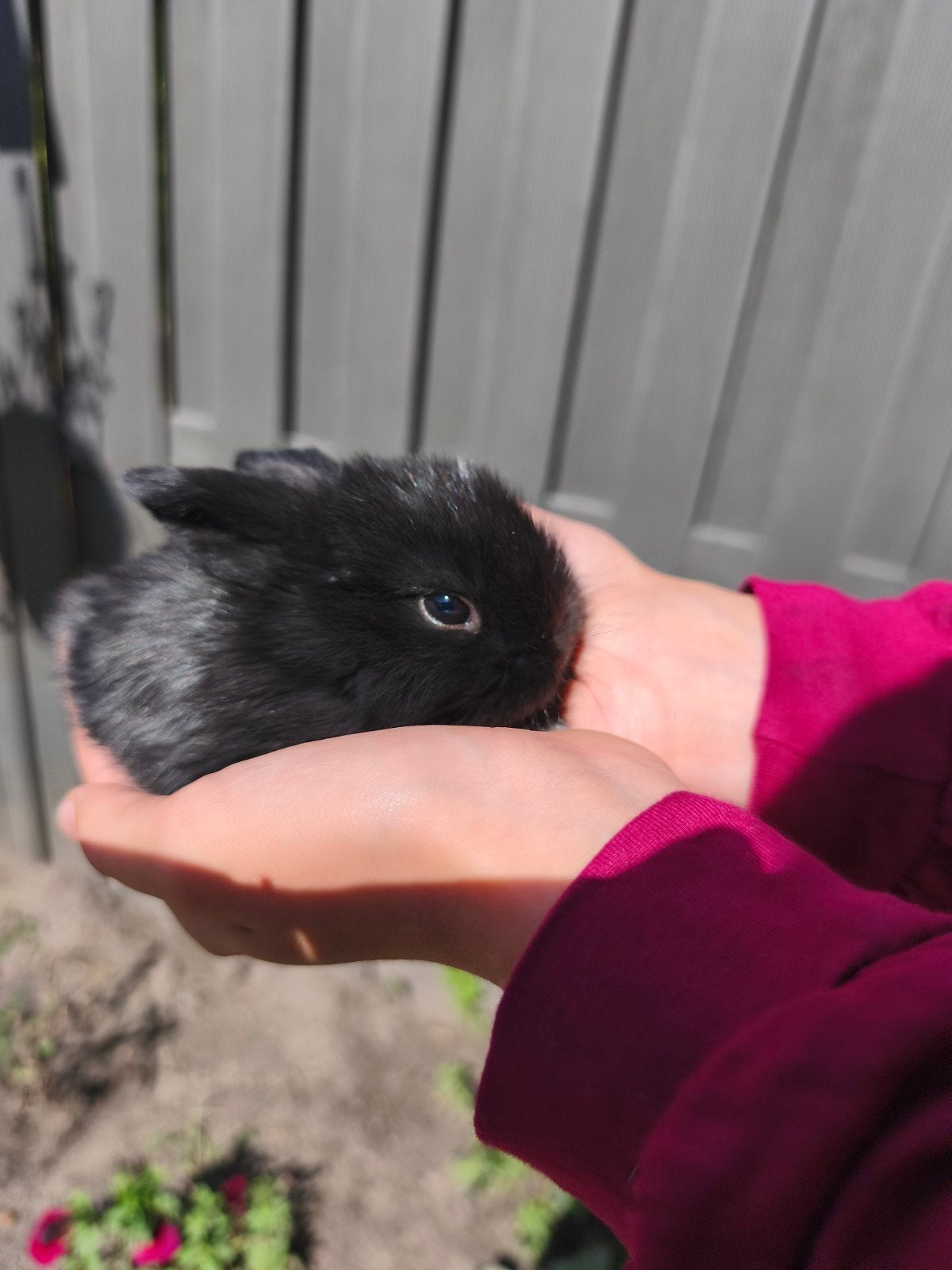 nog een prachtige Raszuiver minilop voedster, Dieren en Toebehoren, Konijnen, Vrouwelijk, Dwerg