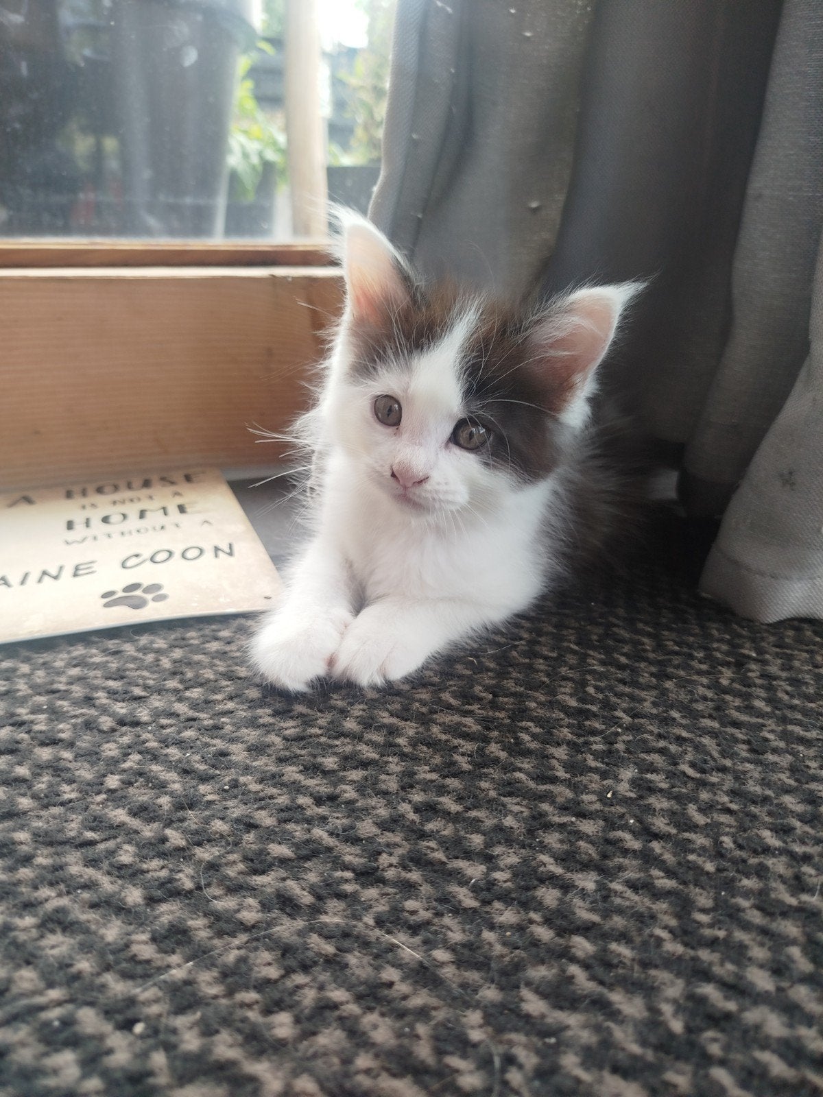 mainecoon kittens, Meerdere dieren, Ontwormd, 0 tot 2 jaar