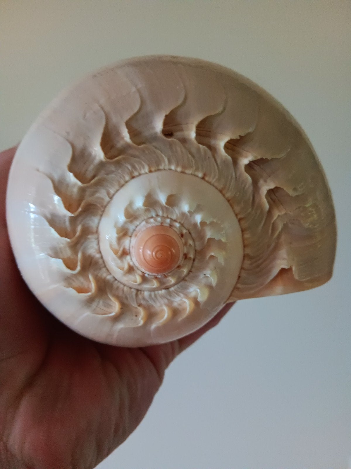 Melo Diadema Schelp - 20cm, Ophalen of Verzenden, Gebruikt