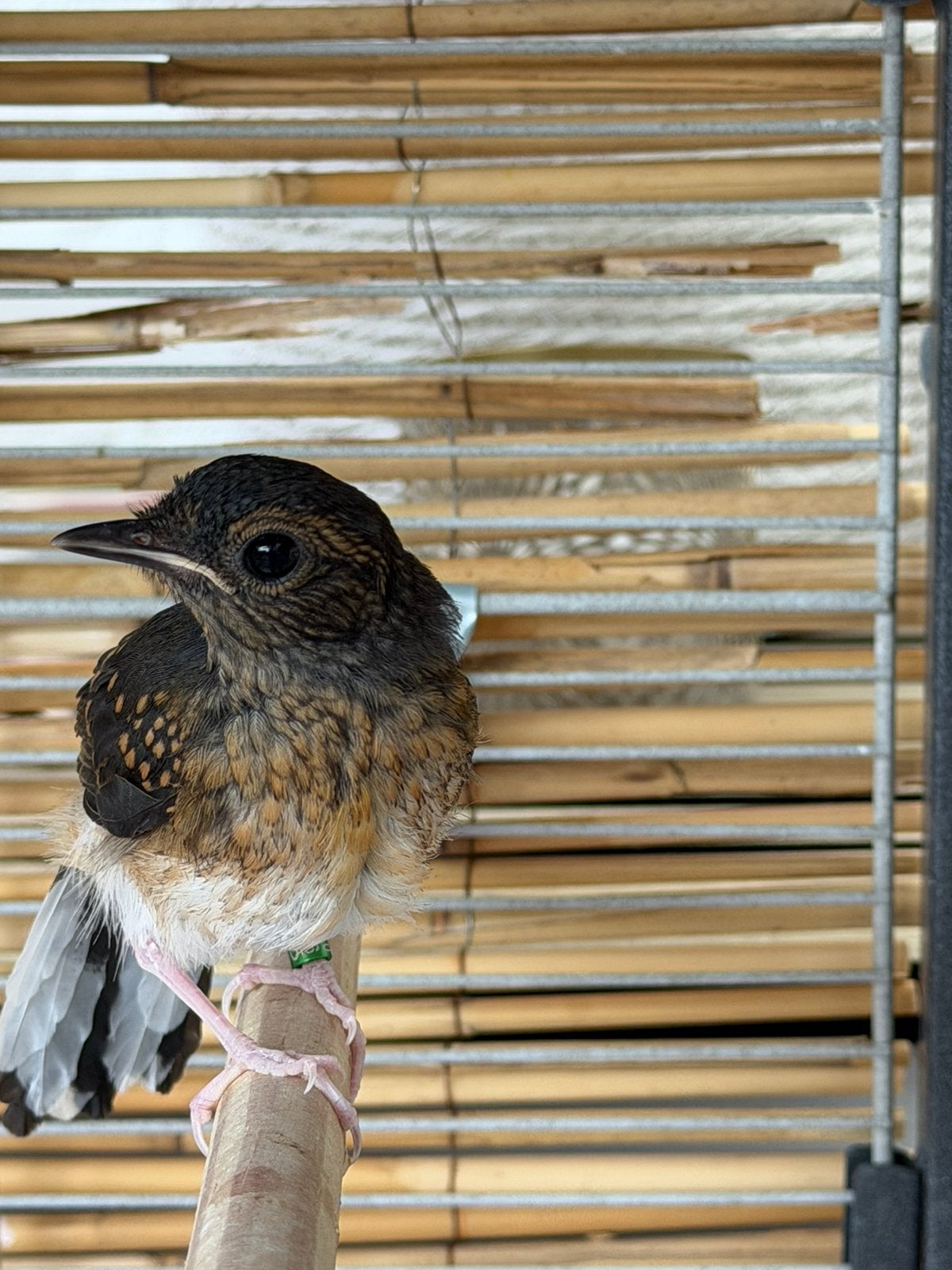 Schamalijster pop, Dieren en Toebehoren, Vogels | Overige Vogels, Vrouwelijk