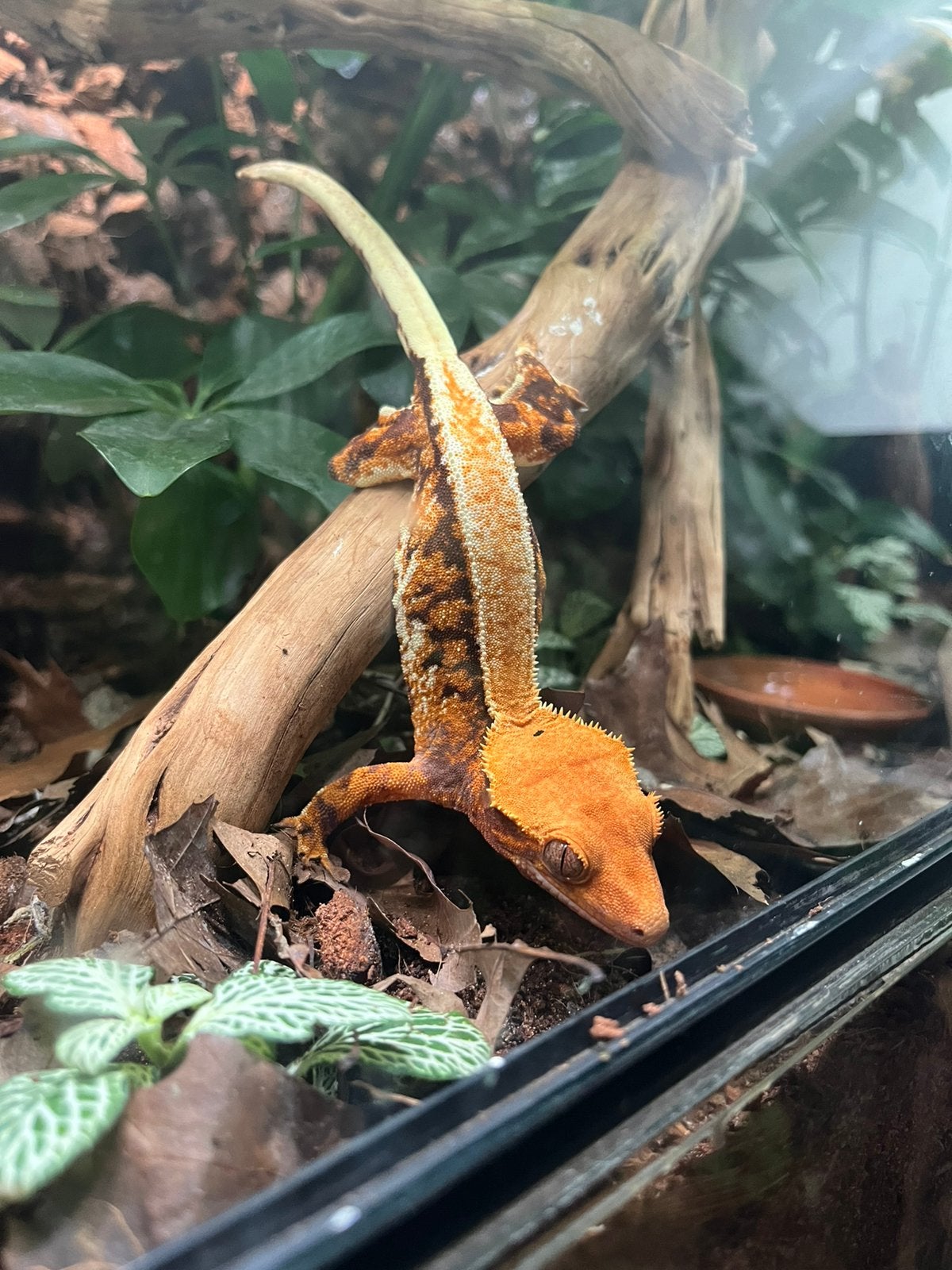 0.1 tricolor lillywhite wimpergekko, Hagedis, 3 tot 6 jaar