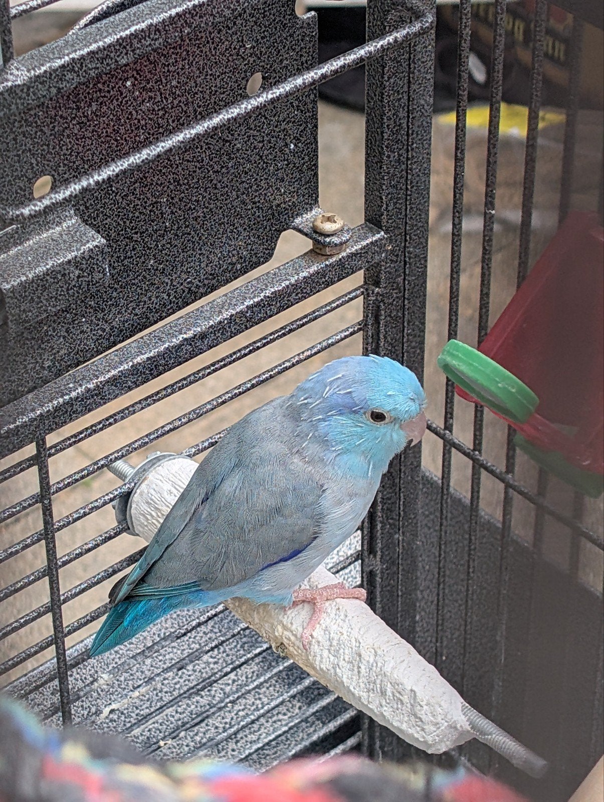 vogelkooi incl. forpus man, Dieren en Toebehoren, Ophalen, Zo goed als nieuw, Metaal, Vogelkooi