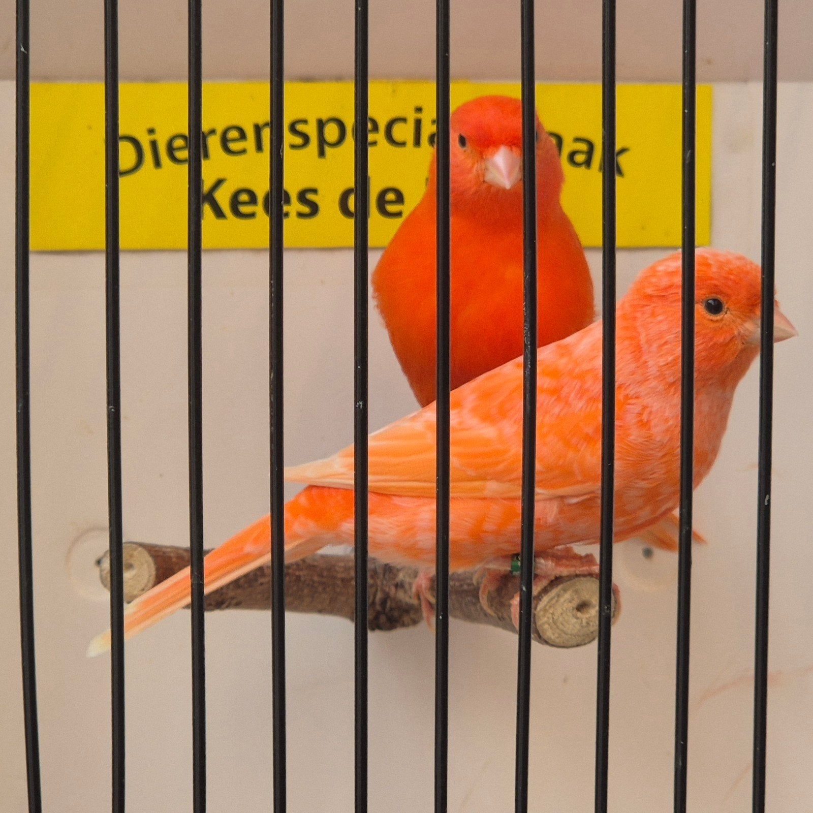 mooie rode kanaries, Dieren en Toebehoren