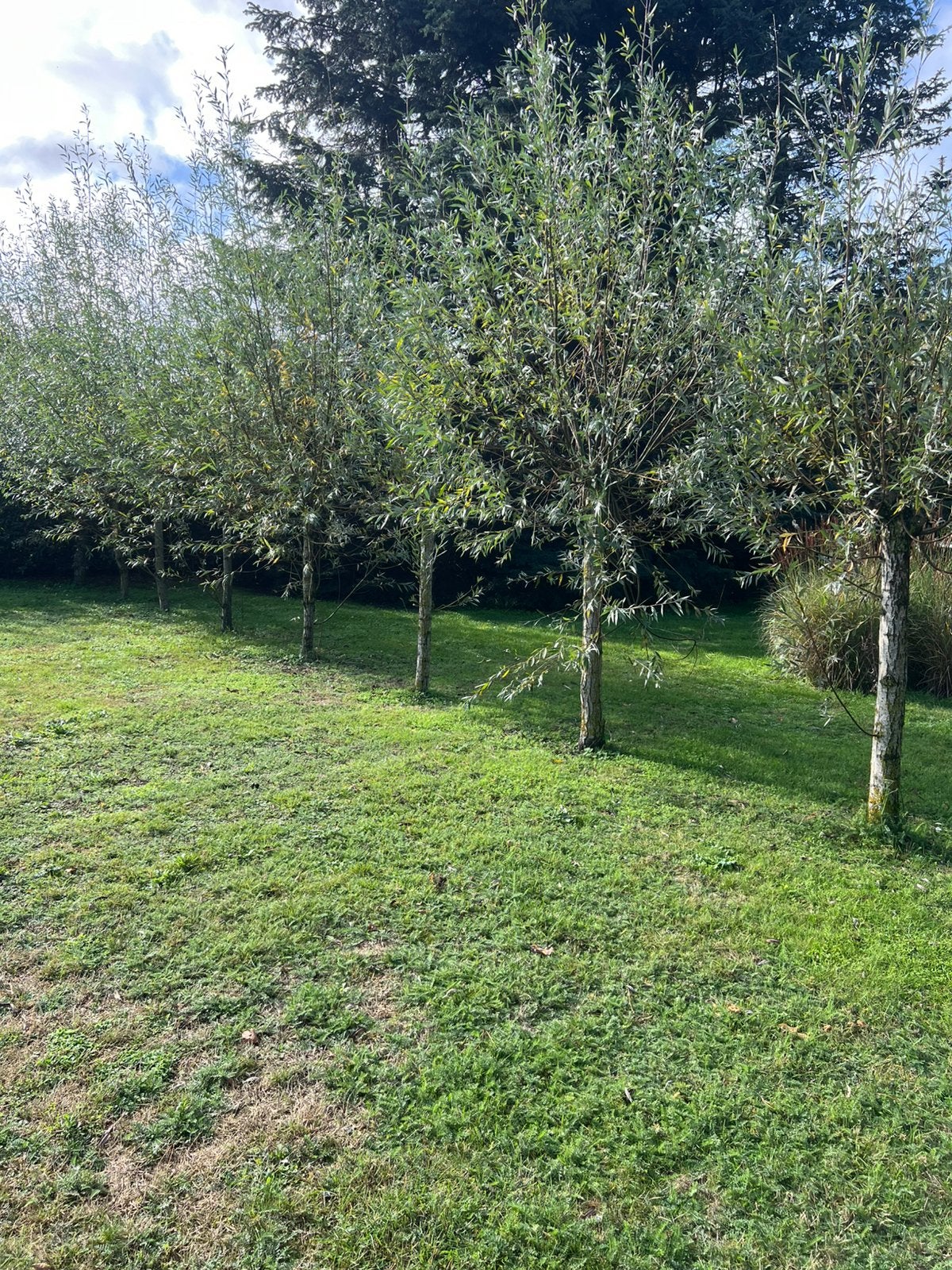 GRATIS: Wilgen, Tuin en Terras, Ophalen, Bloeit niet, Halfschaduw, Overige soorten