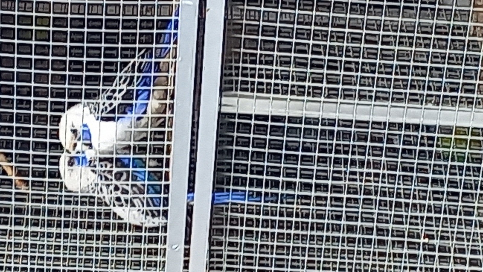 Koppel  Bl.penantrosella   3.5 jaar, Dieren en Toebehoren, Meerdere dieren, Parkiet, Geringd