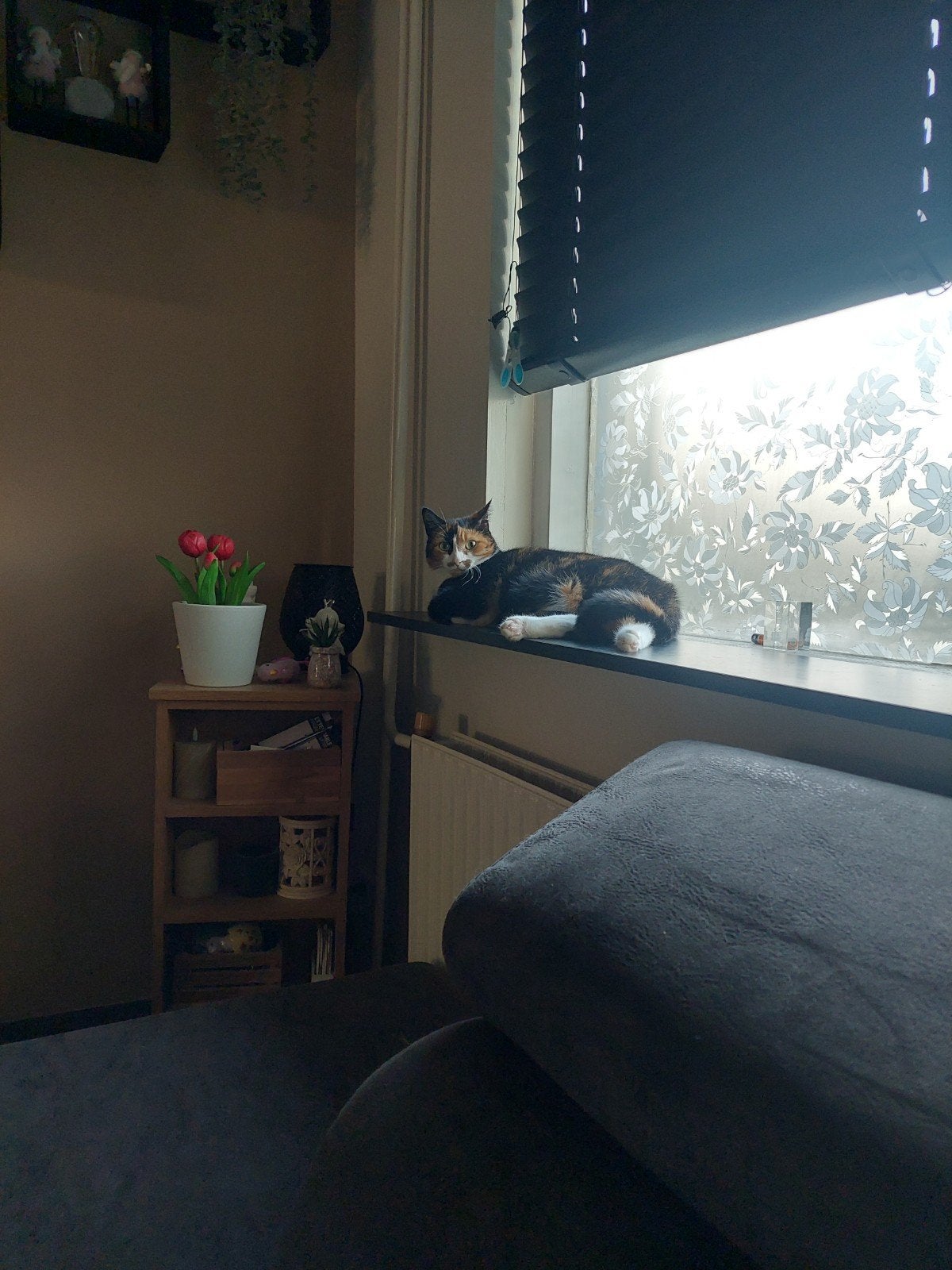 3 lieve katten