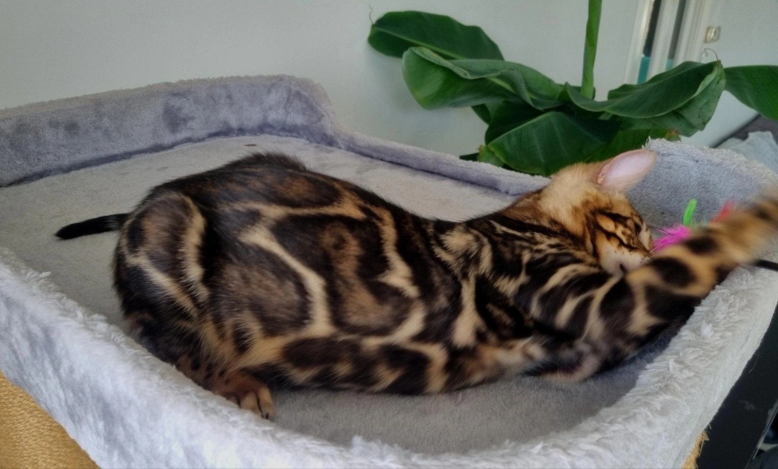 Bengaalse katertje zoekt gouden mandje, Kater, Met stamboom, 0 tot 2 jaar