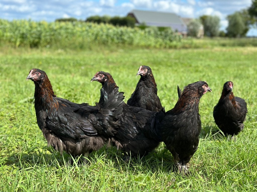 Jonge tamme Marans kippen gesekst & ingeënt, Vrouwelijk, Kip
