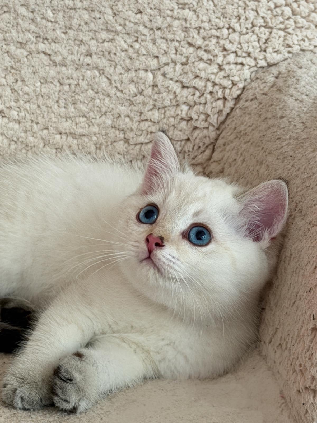 Britse korthaar kitten, Poes, Ontwormd