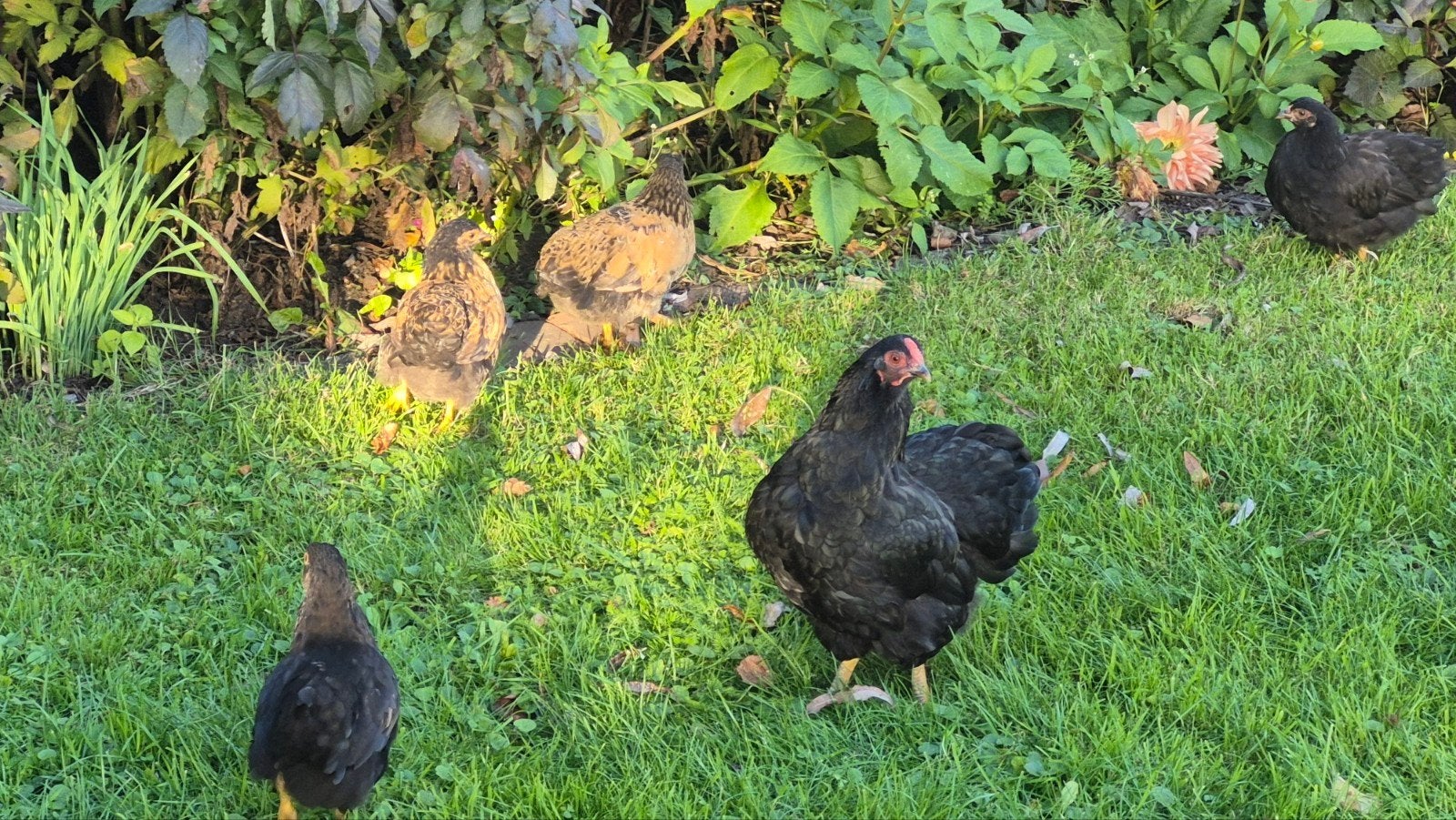 Wyandotte kippen, hennen en hanen, Dieren en Toebehoren, Meerdere dieren, Kip