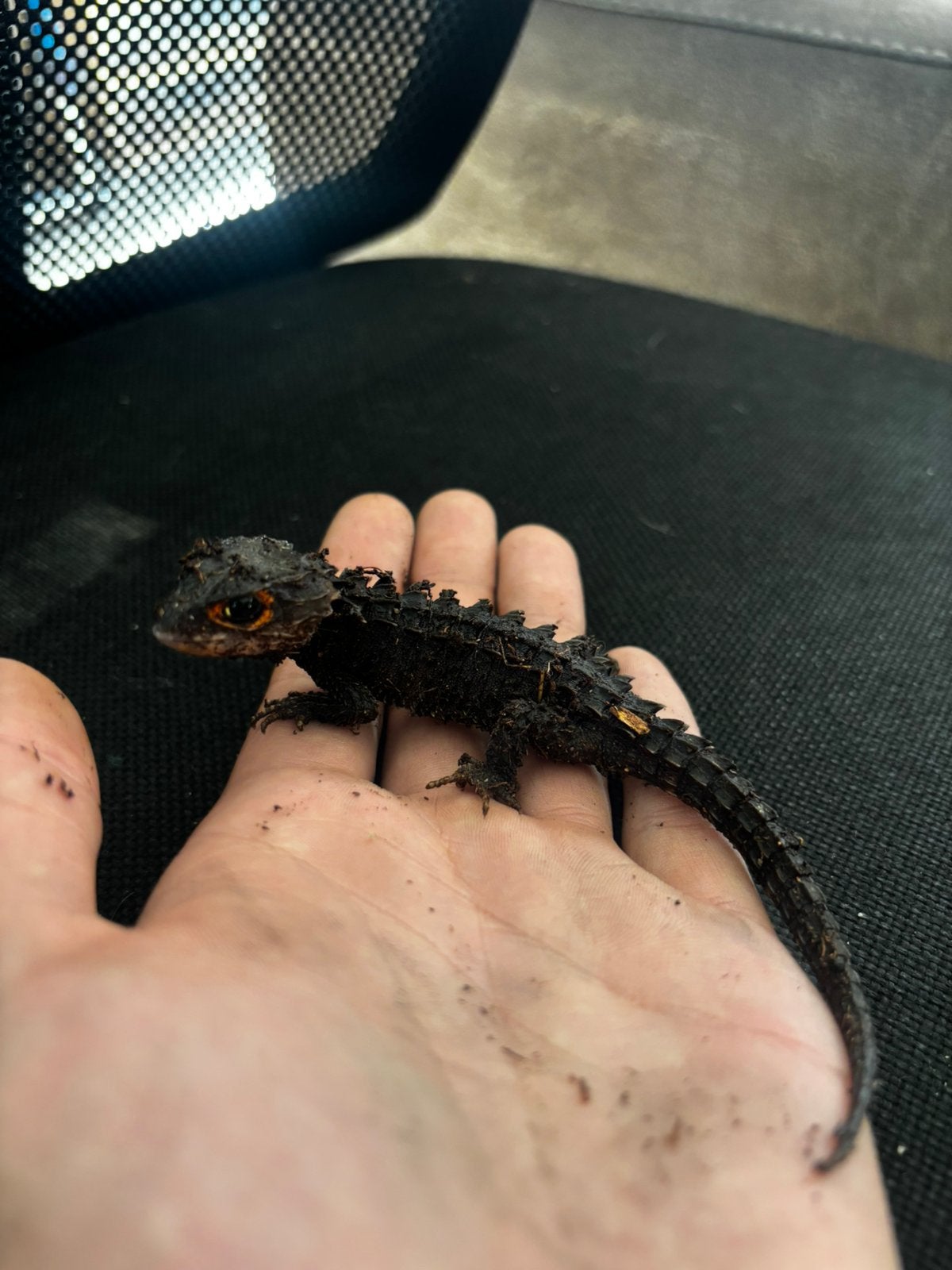 Tribolonotus gracilis 0.1 Red eyed crocodile skink helmskink, Dieren en Toebehoren, Hagedis, 0 tot 2 jaar