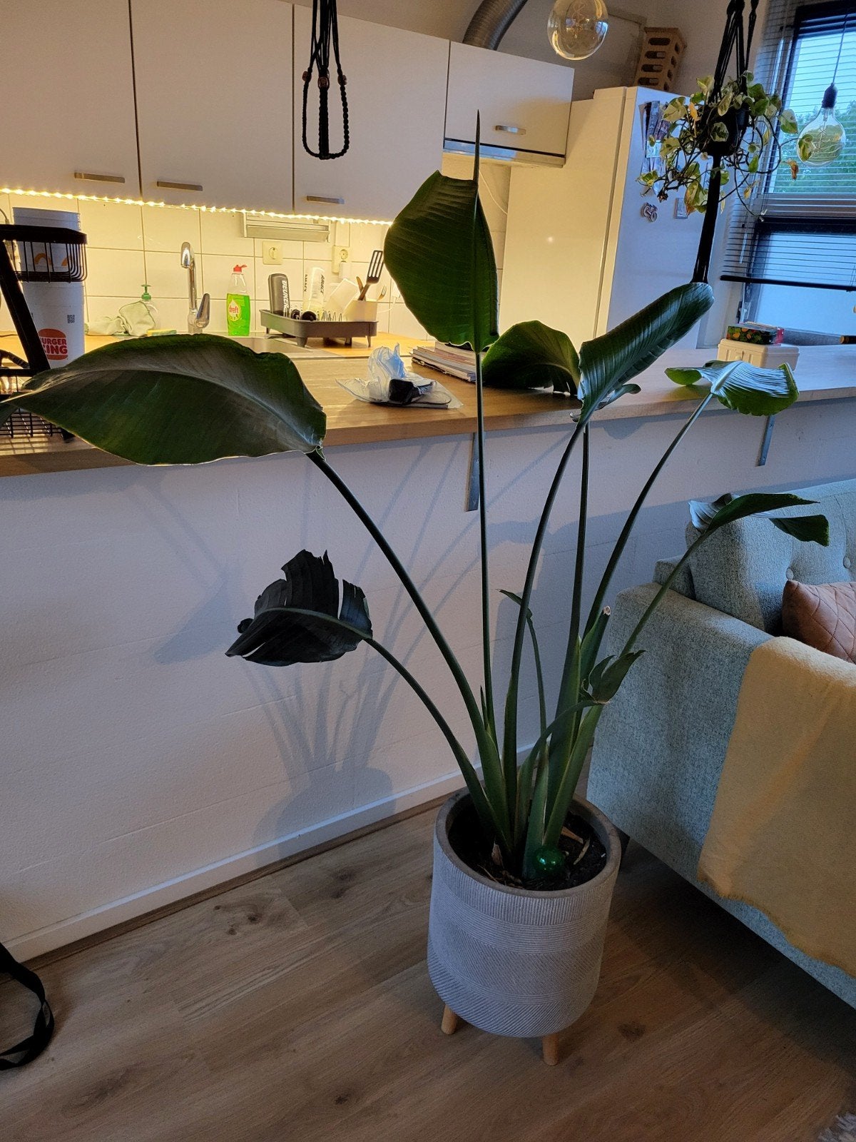 Strelitzia Nicolai - Paradijsvogelplant in pot, Ophalen, 100 tot 150 cm, Overige soorten, In pot
