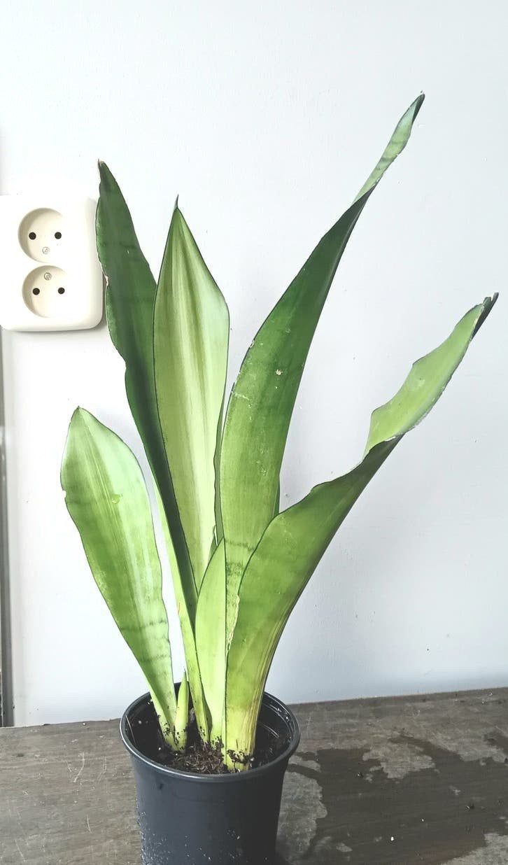 Sanseveria moonshine 40cm, Huis en Inrichting, Kamerplanten, Ophalen, Vetplant, Halfschaduw, In pot