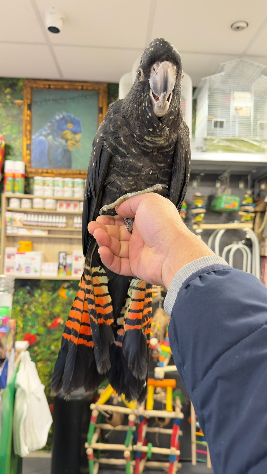 Zwart kaketoe’s, Dieren en Toebehoren, Meerdere dieren, Papegaai, Pratend