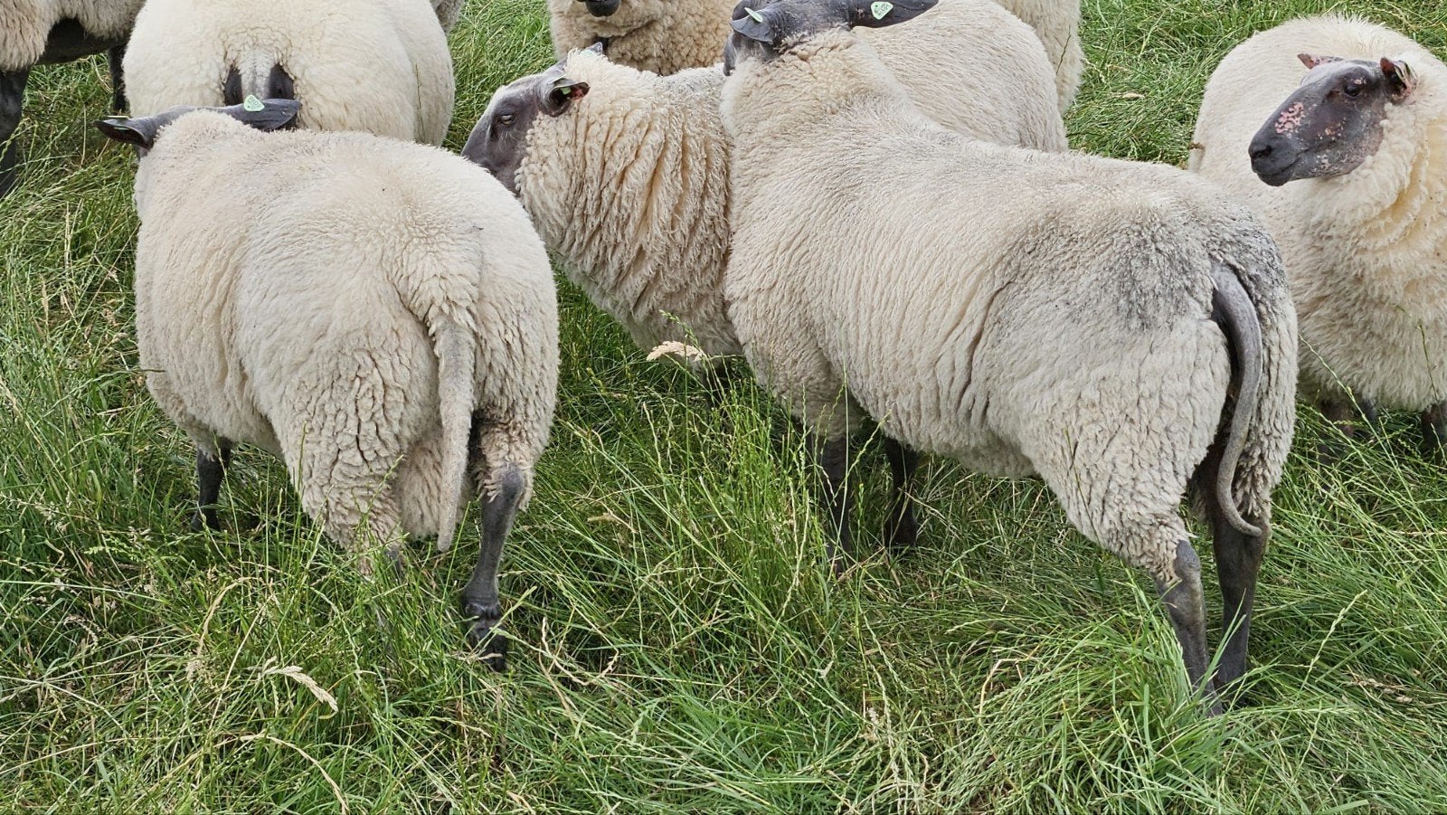 Bleu du maine , 3  dek rammen, 3 ooien van februari, Meerdere dieren, Schaap