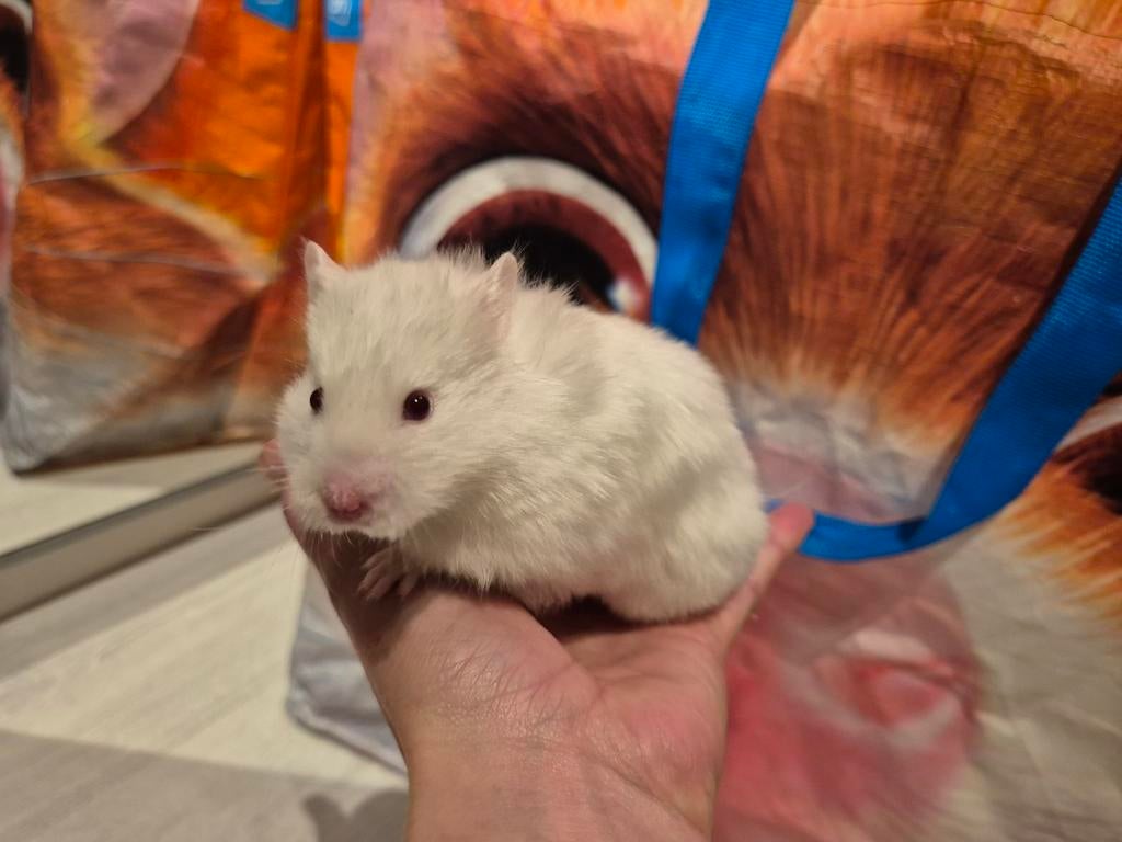 Syrische hamster/Goudhamster dame (jong), Dieren en Toebehoren, Knaagdieren, Hamster, Vrouwelijk, Januari, Tam