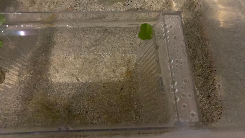 Baby guppy’s
