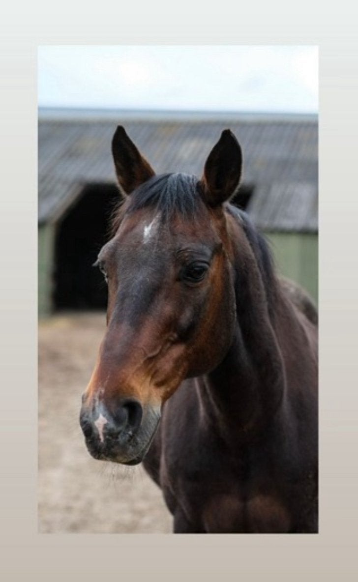 Lieve betrouwbare dravers ruin te koop, Ruin, Recreatiepaard