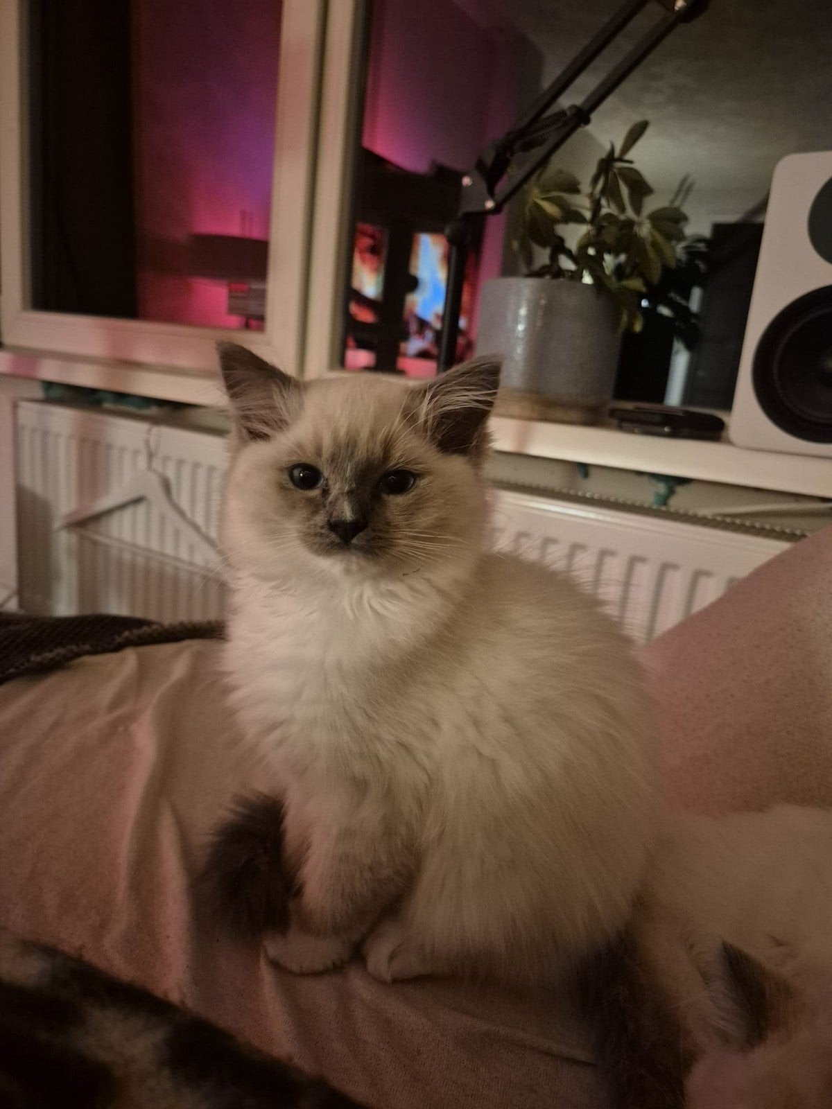 Ragdoll kitten Blue point mitted, Meerdere dieren, Gechipt, 0 tot 2 jaar