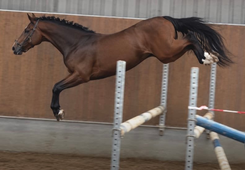 4 jarige Spring merrie met veel kwaliteit, Merrie, Springpaard, Met stamboom, 3 tot 6 jaar