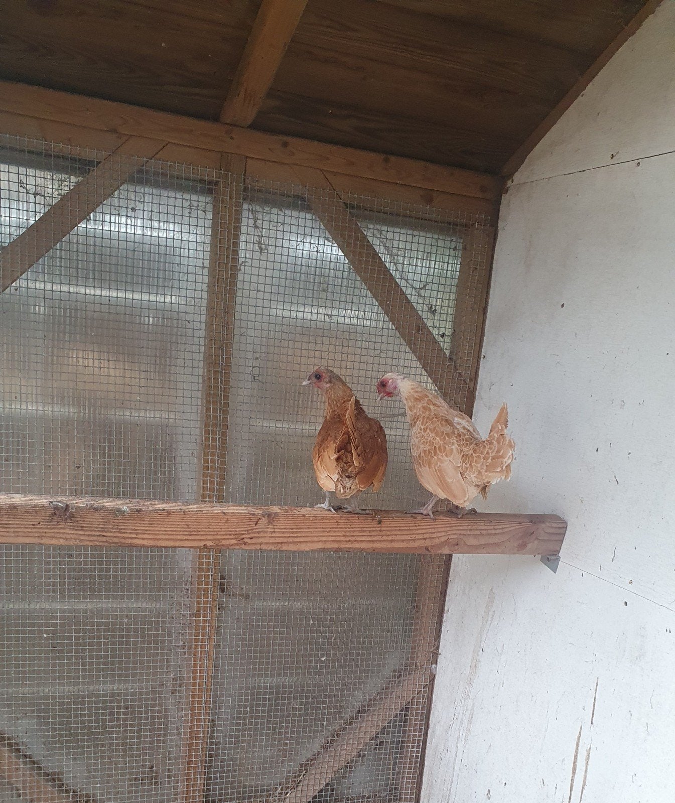 Mooie sebright kipjes, Meerdere dieren, Kip