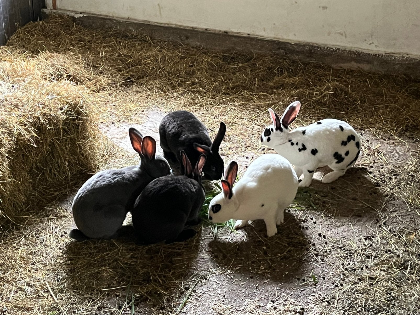 Konijnen, Dieren en Toebehoren, Meerdere dieren, Groot