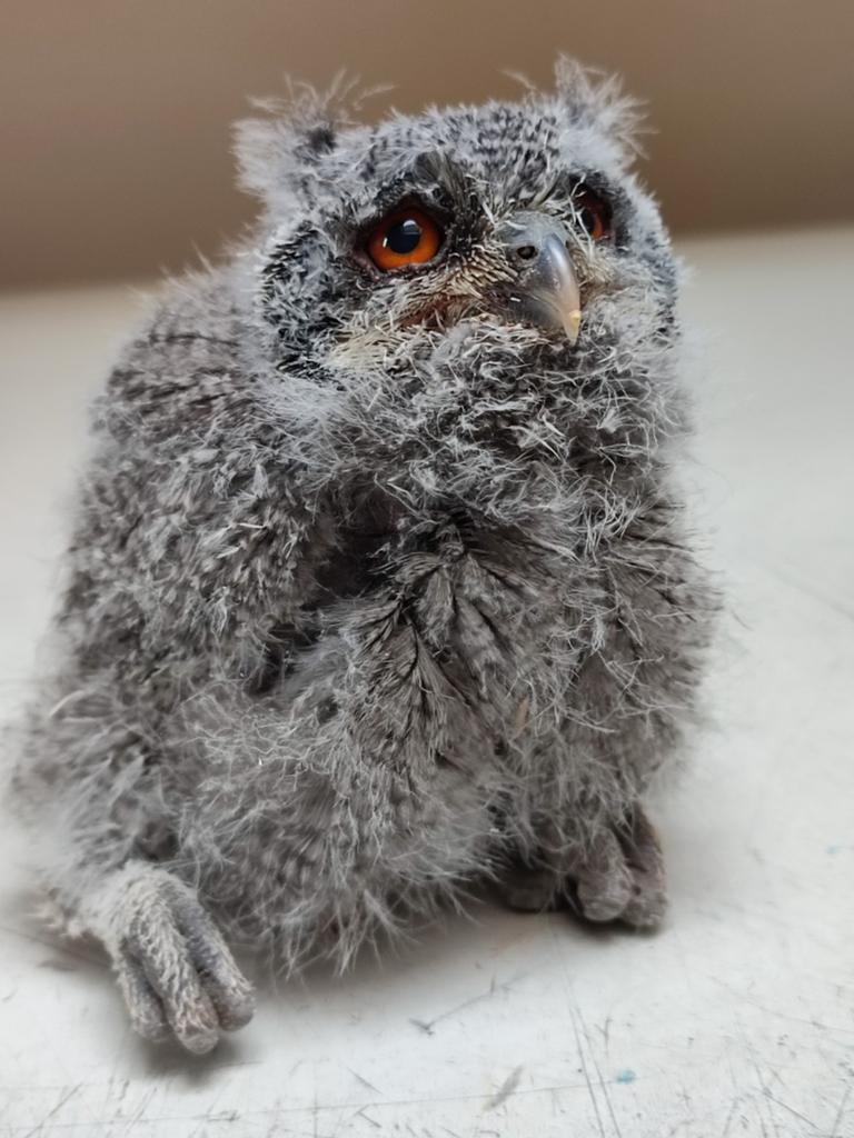 witgezicht tarsel, Dieren en Toebehoren, Vogels | Overige Vogels, Mannelijk, Roofvogel, Geringd