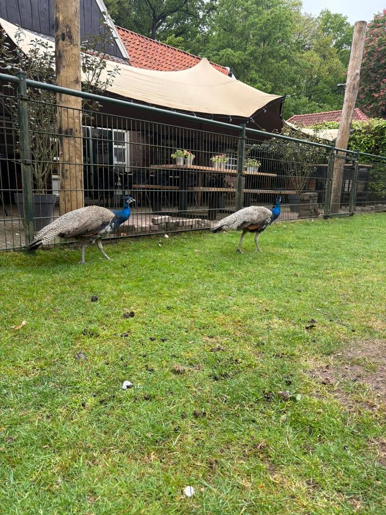2 forse blauwe pauw hanen, Ophalen of Verzenden, Zo goed als nieuw, Kippenhok of Kippenren
