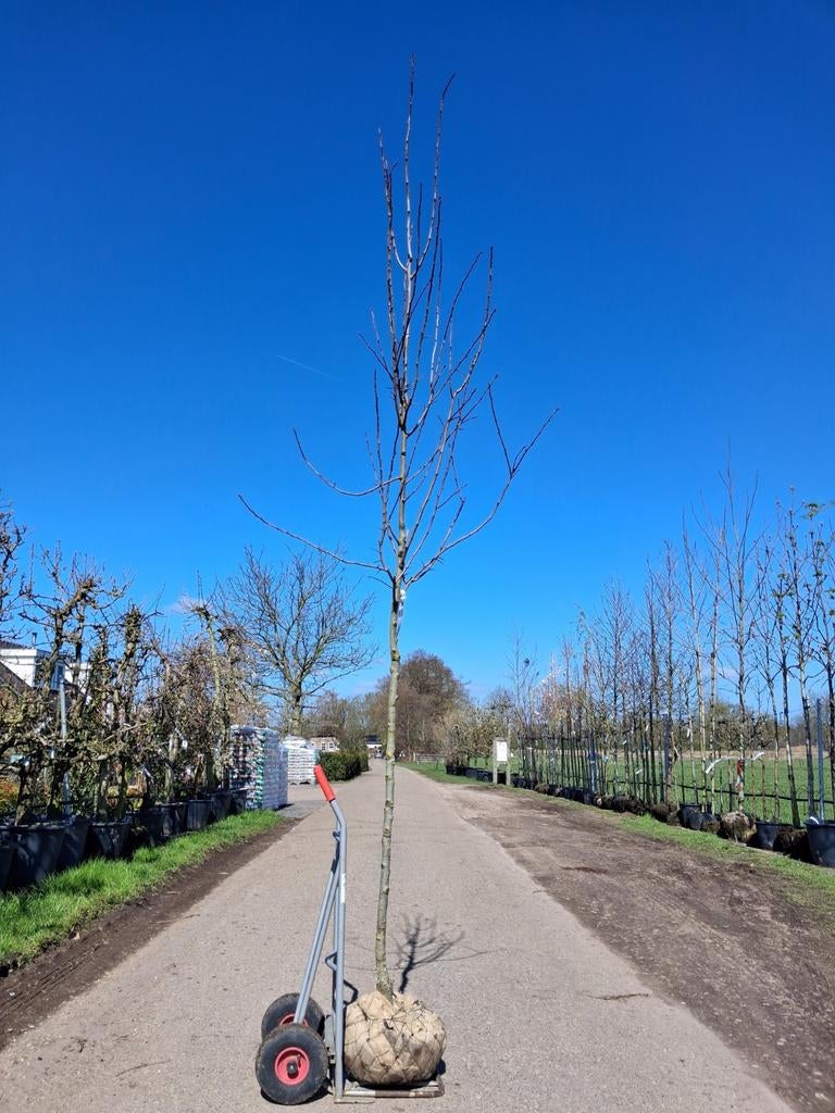 Crataegus persimilis 'Splendens' boom meidoorn boom, Tuin en Terras, Ophalen of Verzenden, Lente, 250 tot 400 cm, Volle zon