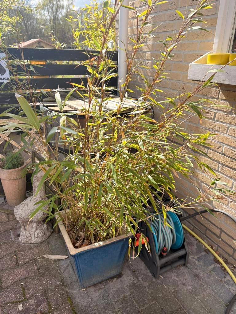 Grote Bamboe Mix (1.20m) Gele & Japanse Bamboe Volle Kluit, Tuin en Terras, Vaste plant, Bloeit niet, Halfschaduw, Ophalen
