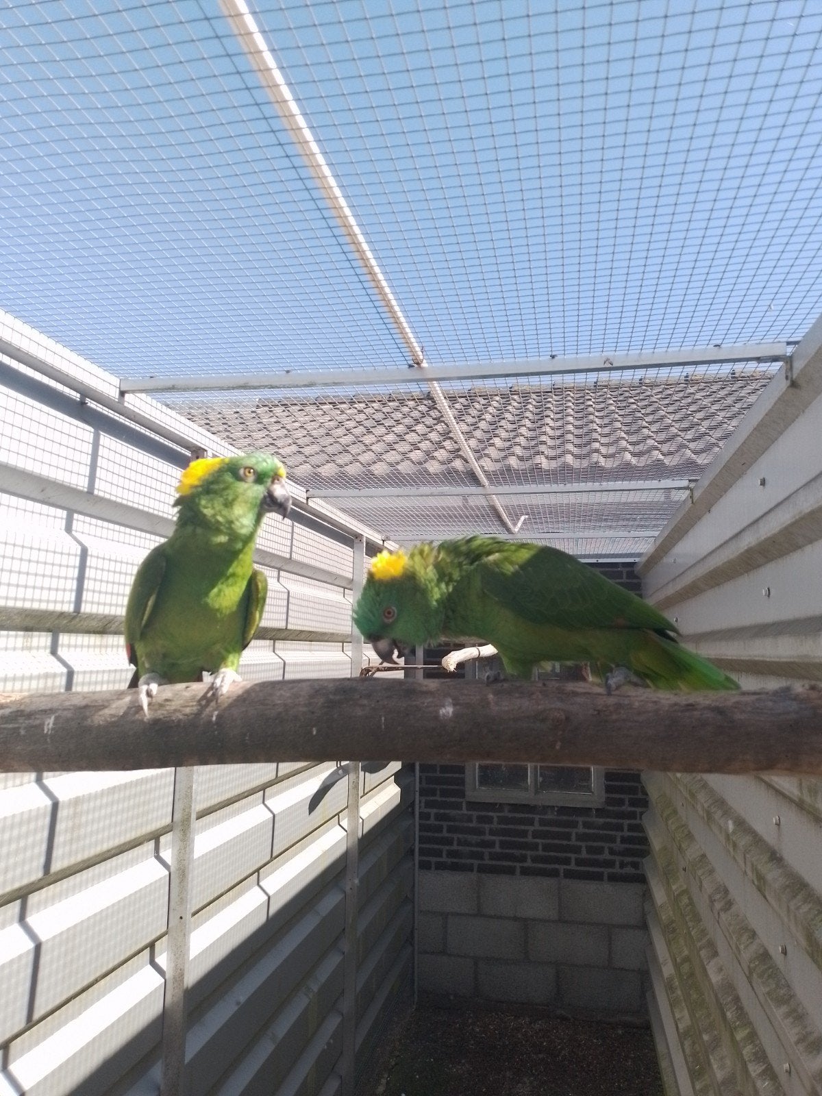 1-1 Grote Geelnek amazone 2004-2009, Dieren en Toebehoren, Vogels | Parkieten en Papegaaien, Meerdere dieren, Papegaai