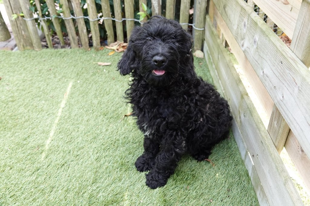 Prachtige Lagotto Romagnolo x mini Labradoodle pups, België, Overige rassen, CDV (hondenziekte), 8 tot 15 weken