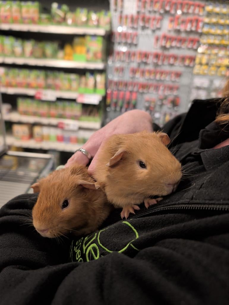 Diverse kleuren cavia beertjes, Dieren en Toebehoren, Knaagdieren, Maart, Mannelijk, Cavia