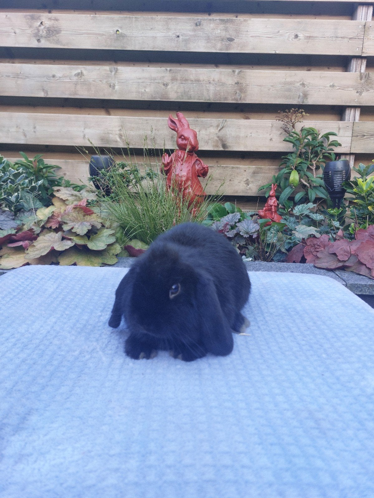 Te koop mooi zwart nhd rammetje!, Dieren en Toebehoren, Mannelijk, Dwerg, Hangoor, 0 tot 2 jaar