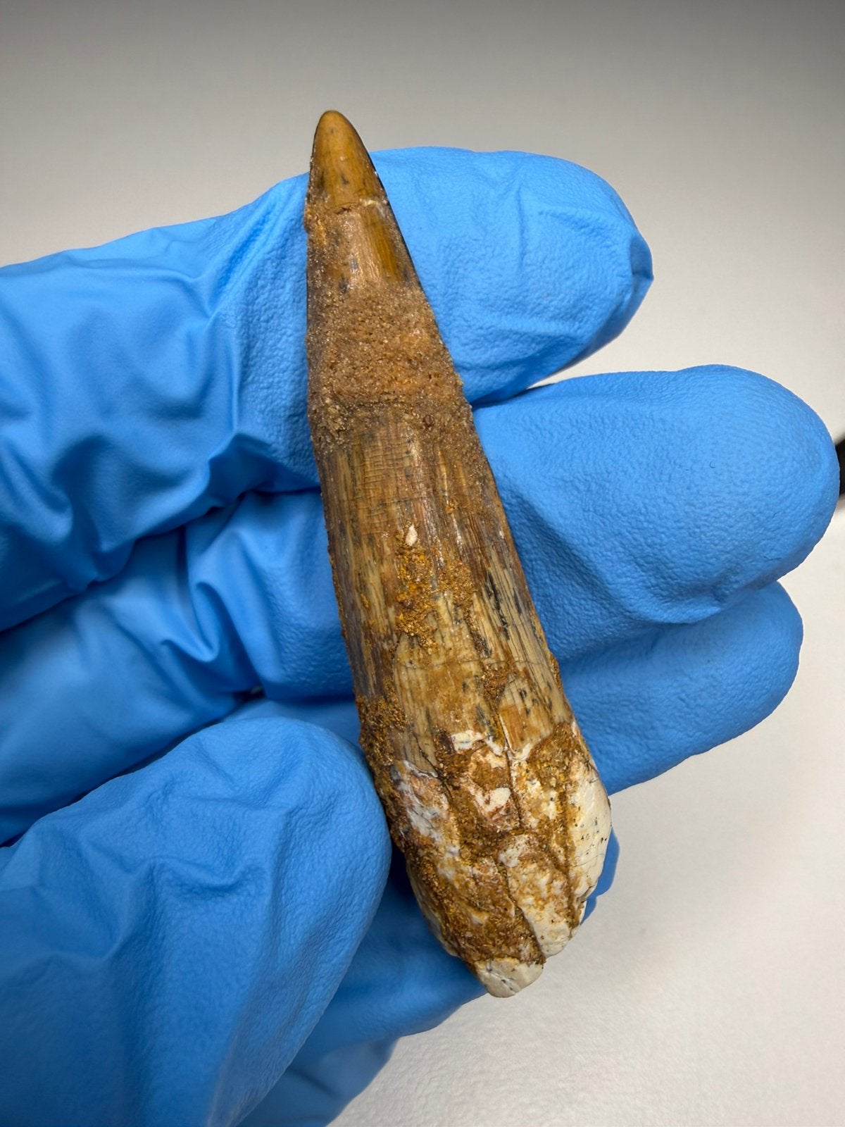 Spinosaurus tand, Ophalen of Verzenden, Fossiel