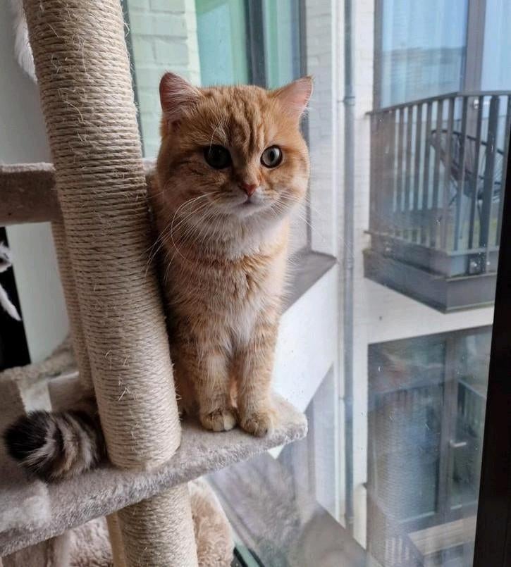 Britse Korthaar dekkater chocolate golden DNA-getest 🐈, 0 tot 2 jaar