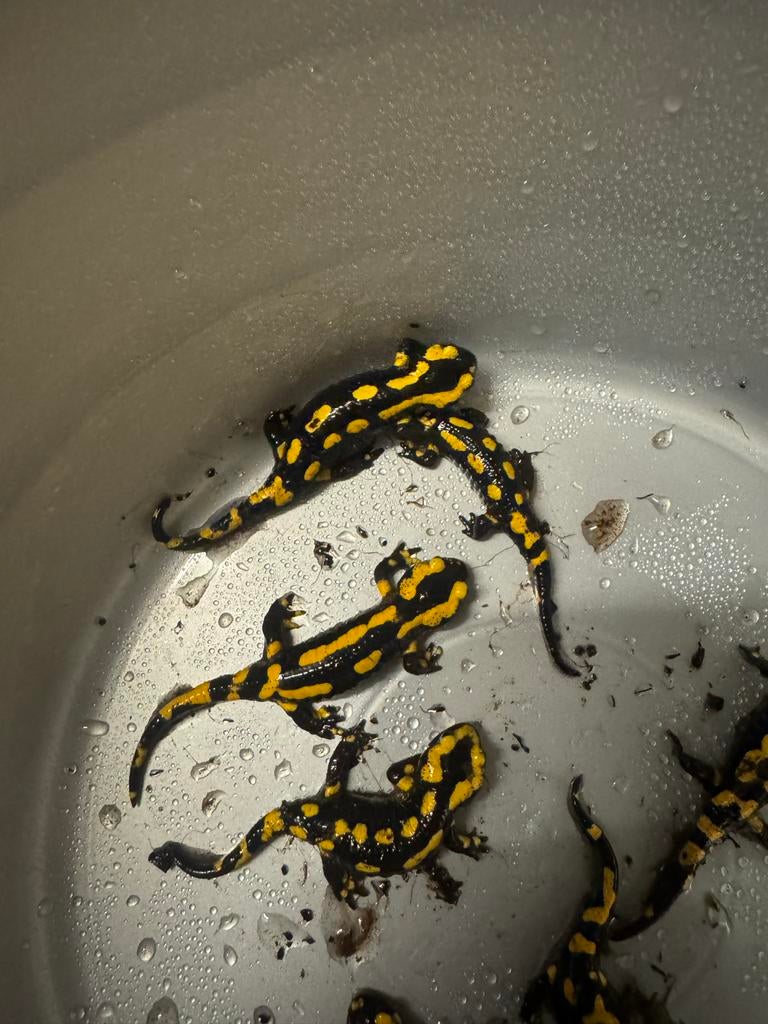 Vuursalamanders, Dieren en Toebehoren, Reptielen en Amfibieën, Amfibie, 0 tot 2 jaar